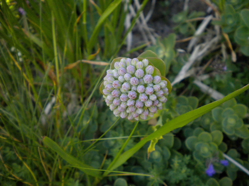 Hylotelephium anacampseros (= Sedum anacampseros)