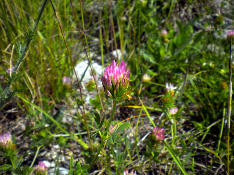 Trifolium collinare - Trifolium echinatum