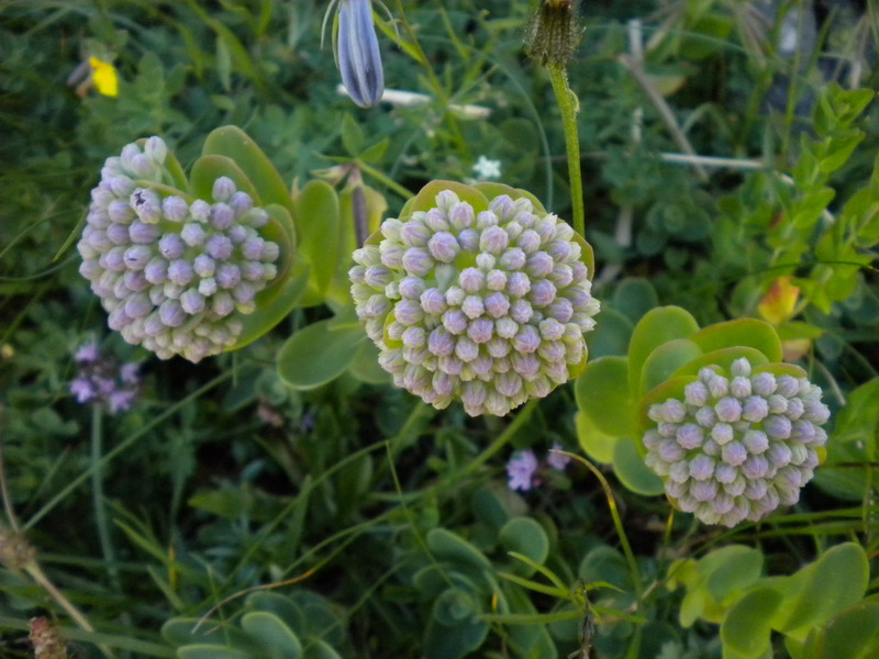 Hylotelephium anacampseros (= Sedum anacampseros)