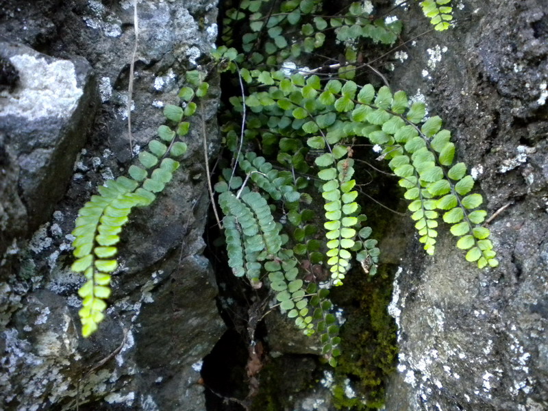 Asplenium trichomanes