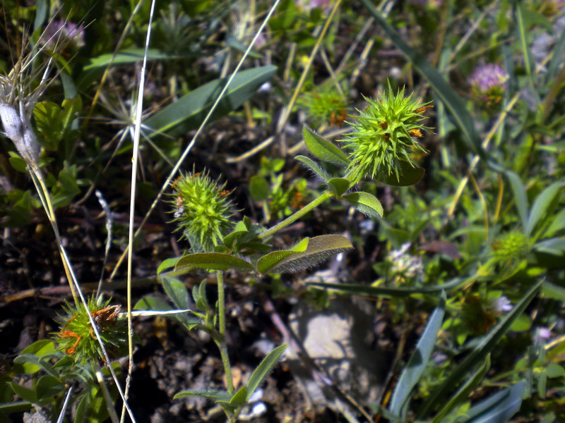 Trifolium collinare - Trifolium echinatum