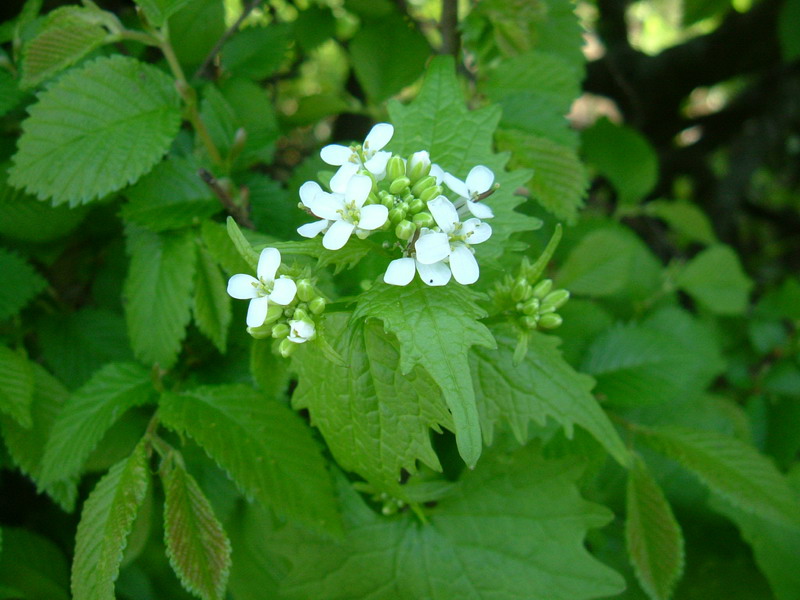 Alliaria petiolata