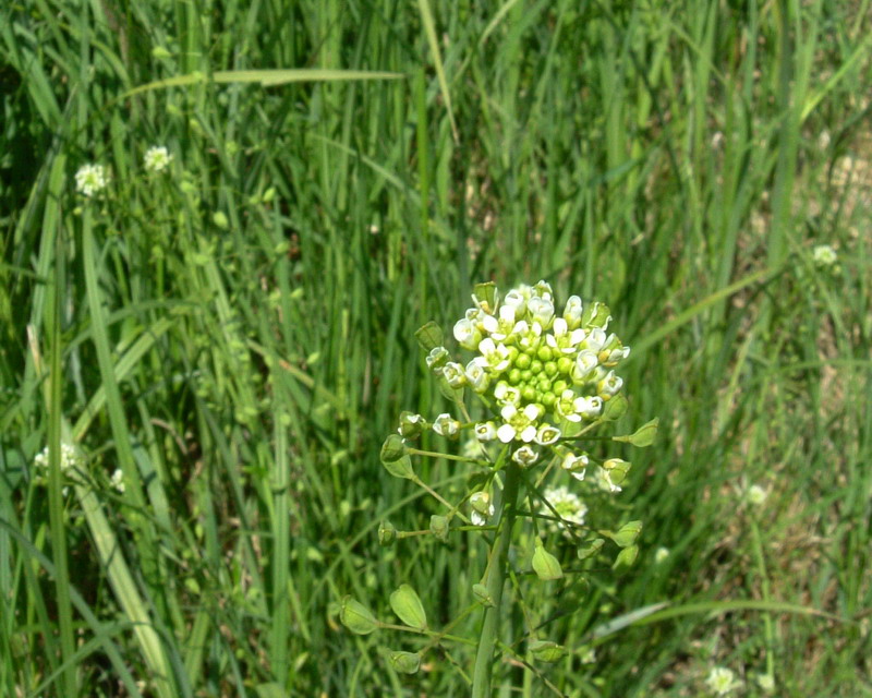 Capsella - no, Thlaspi sp.