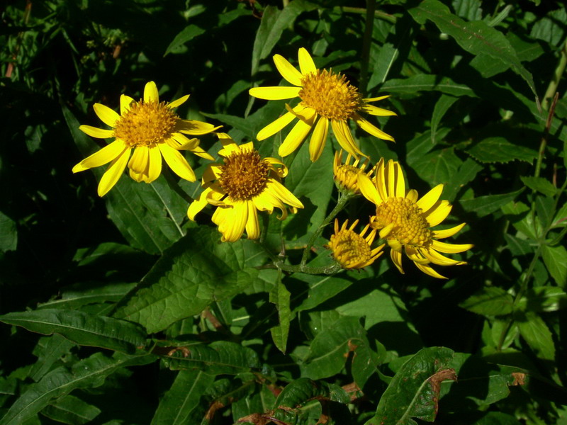 Jacobaea alpina (=Senecio alpinus) / Senecione alpino