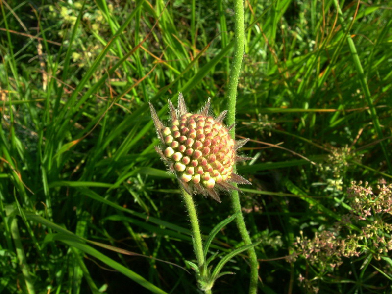 Il dubbio -  Knautia sp.