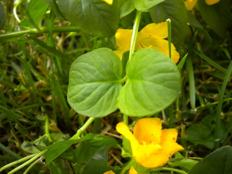 Lysimachia nummularia / Mazza d''oro minore