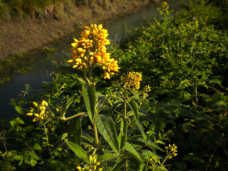 Lysimachia vulgaris / Mazza d'' oro comune