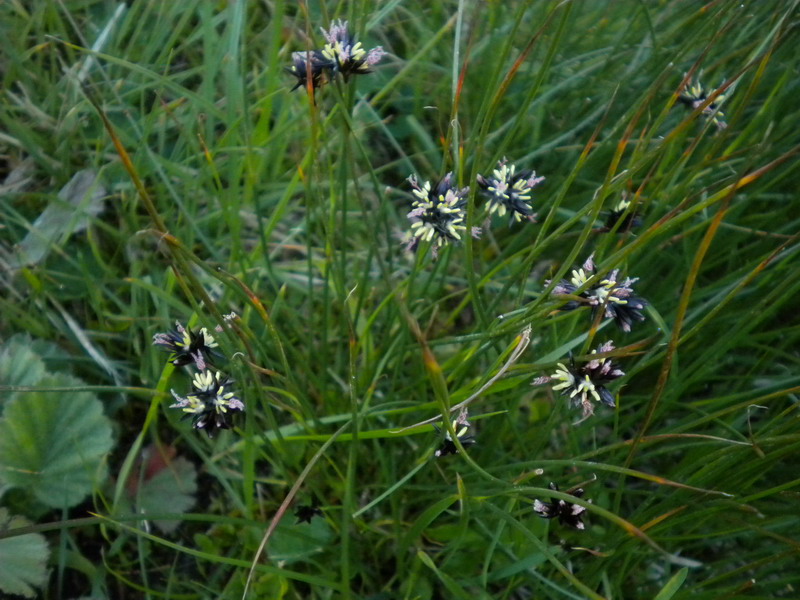 Juncus jacquinii