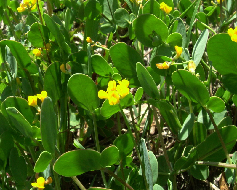 Coronilla scorpioides / Cornetta coda-di-scorpione