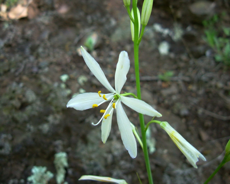 Anthericum liliago