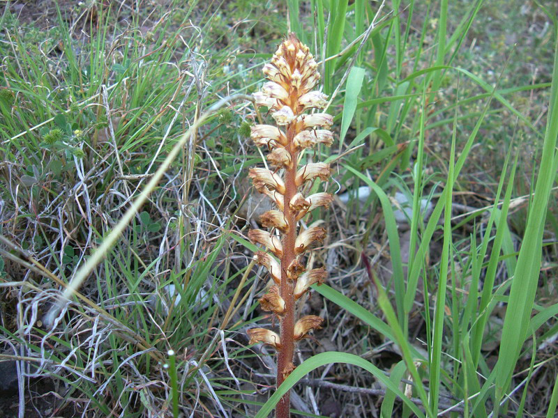 Orobanche minor e Opuntia humifusa (=compressa)