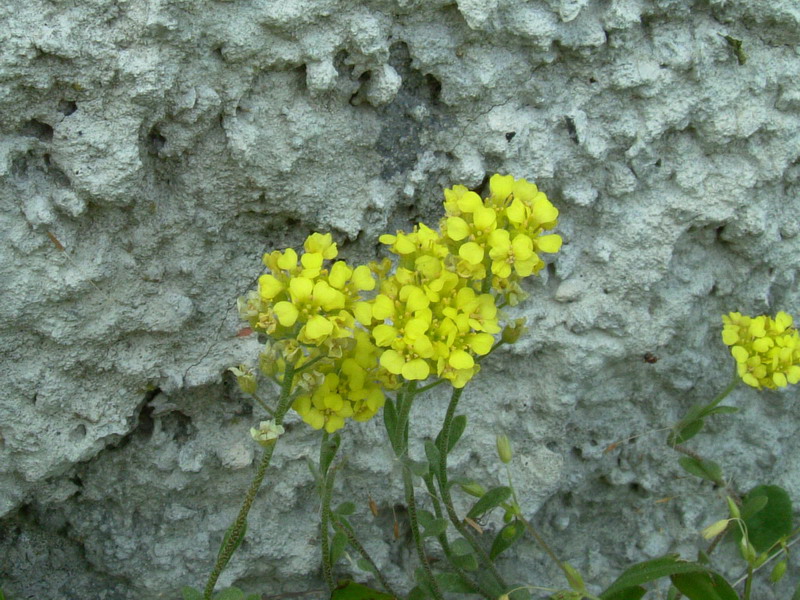 Alyssum montanum