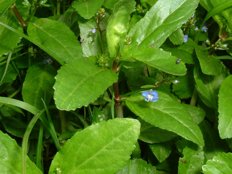 Torbiera appenninica - Veronica beccabunga