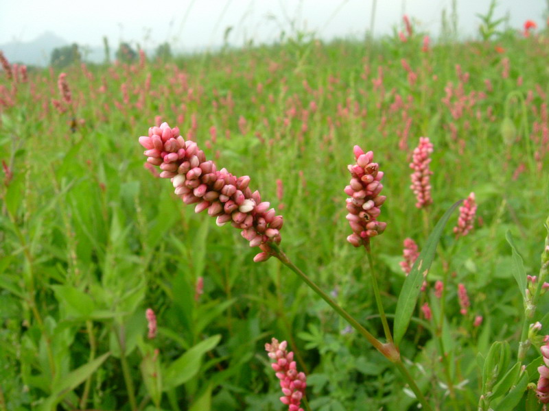 Collina 1 - Persicaria sp.