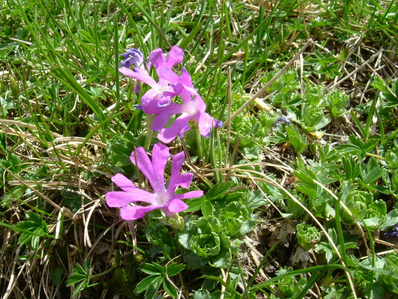 Primula minima / Primula ventaglina