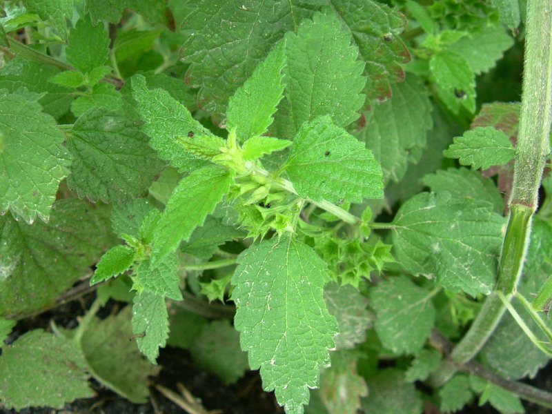 Ballota nigra / Cimiciotta comune