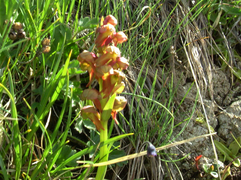 Coeloglossum viride