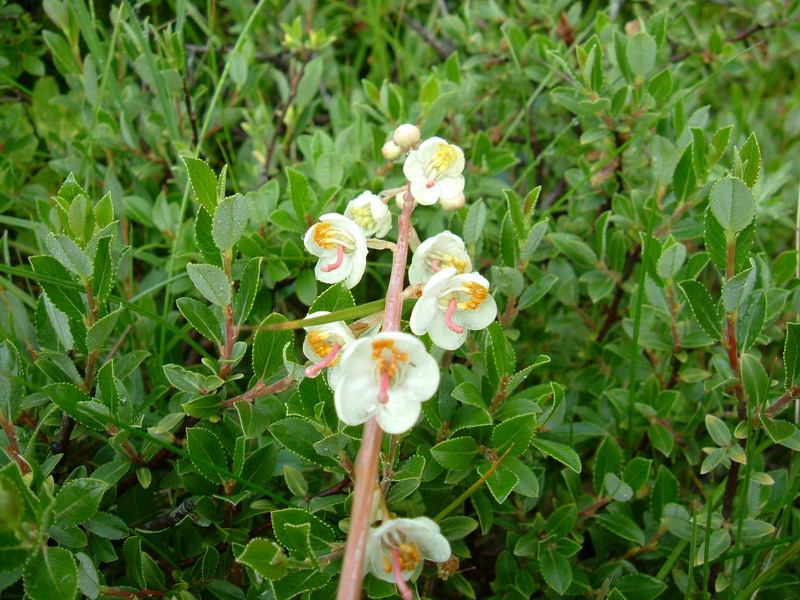 Pyrola rotundifolia / Piroletta a foglie rotonde