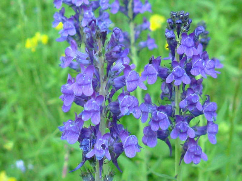 Linaria purpurea