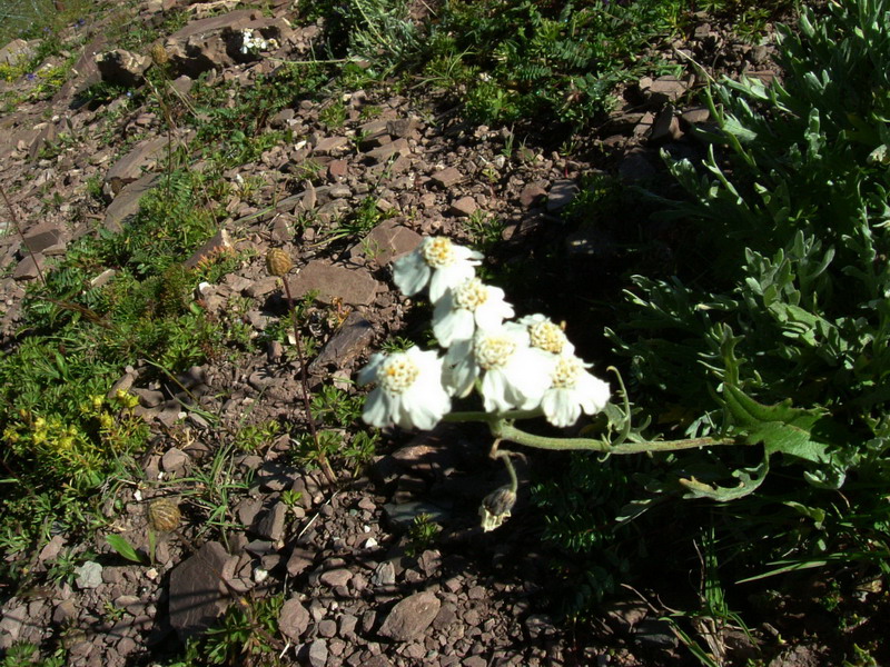 Pale di S.Martino 1 - Achillea clavenae