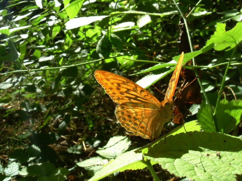 Argynnis paphia