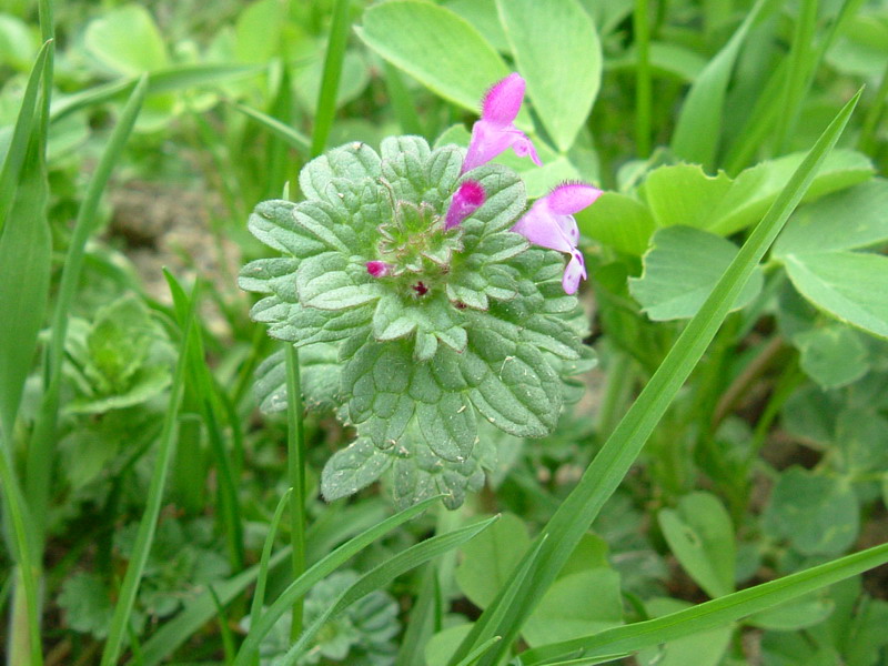 Da determinare 1 - Lamium amplexicaule L.