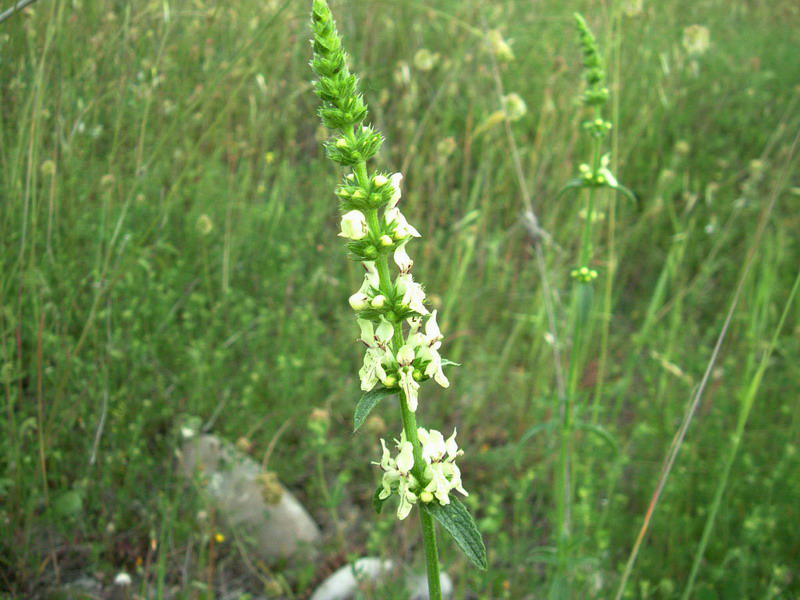 Stachys recta