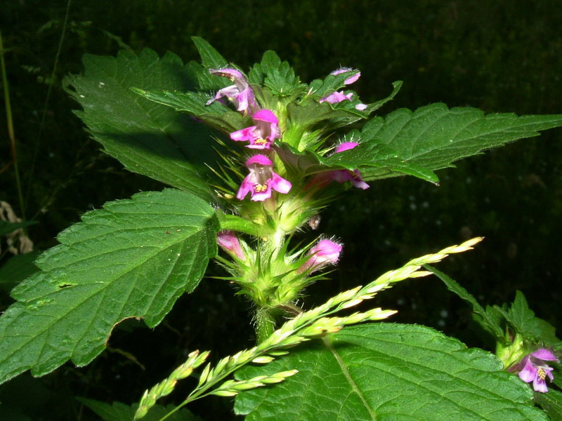 Galeopsis bifida / Canapetta bifida