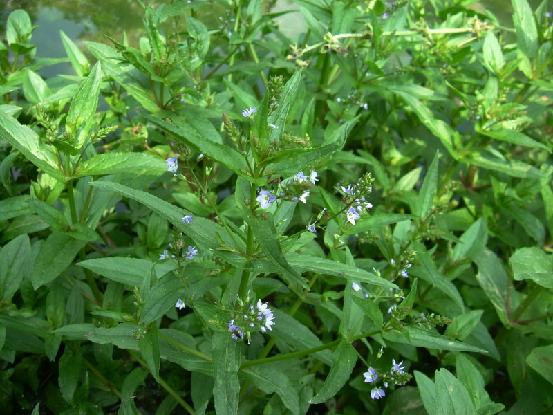 Veronica anagallis-aquatica / Veronica acquatica