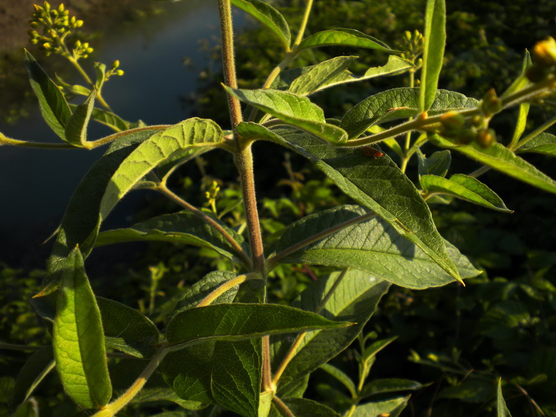 Lysimachia vulgaris / Mazza d'' oro comune