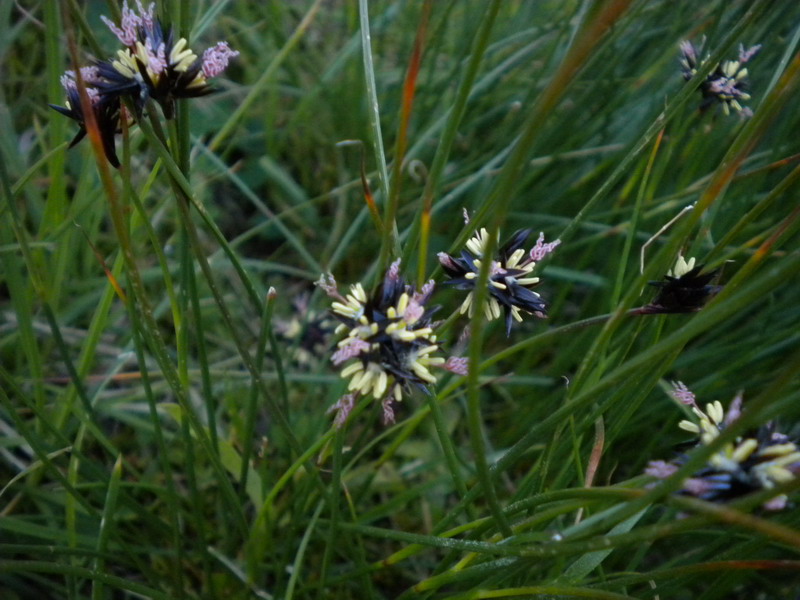 Juncus jacquinii