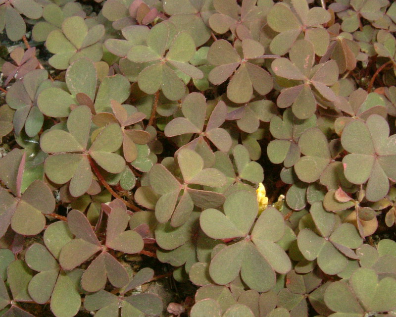 Oxalis corniculata / Acetosella dei campi