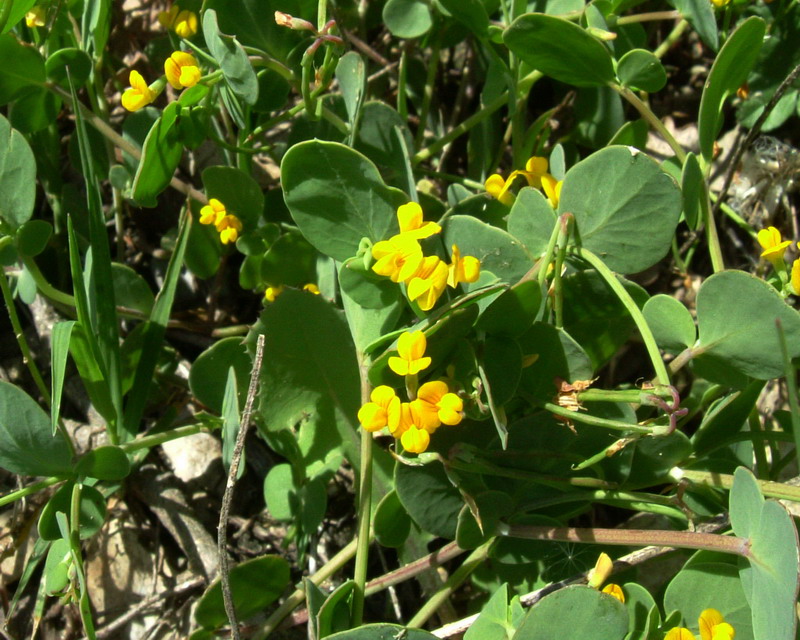 Coronilla scorpioides / Cornetta coda-di-scorpione