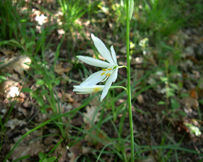 Anthericum liliago