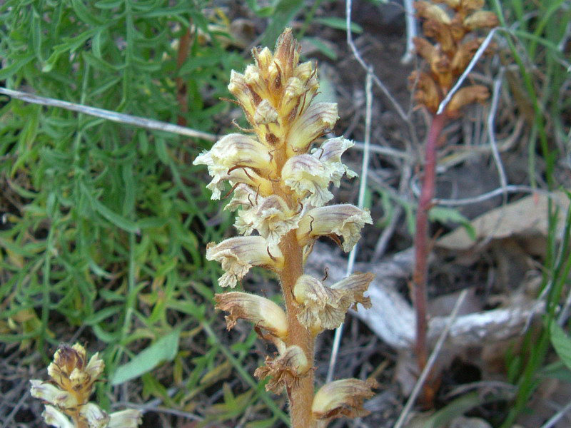 Orobanche minor e Opuntia humifusa (=compressa)