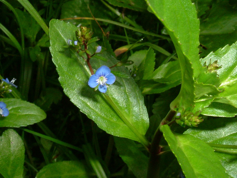 Torbiera appenninica - Veronica beccabunga