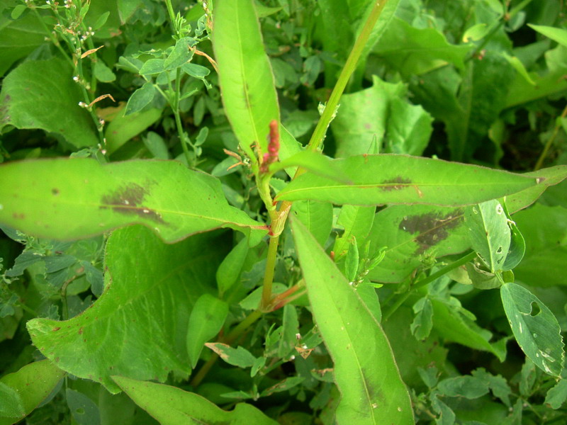 Collina 1 - Persicaria sp.