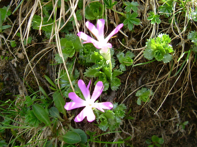 Primula minima / Primula ventaglina