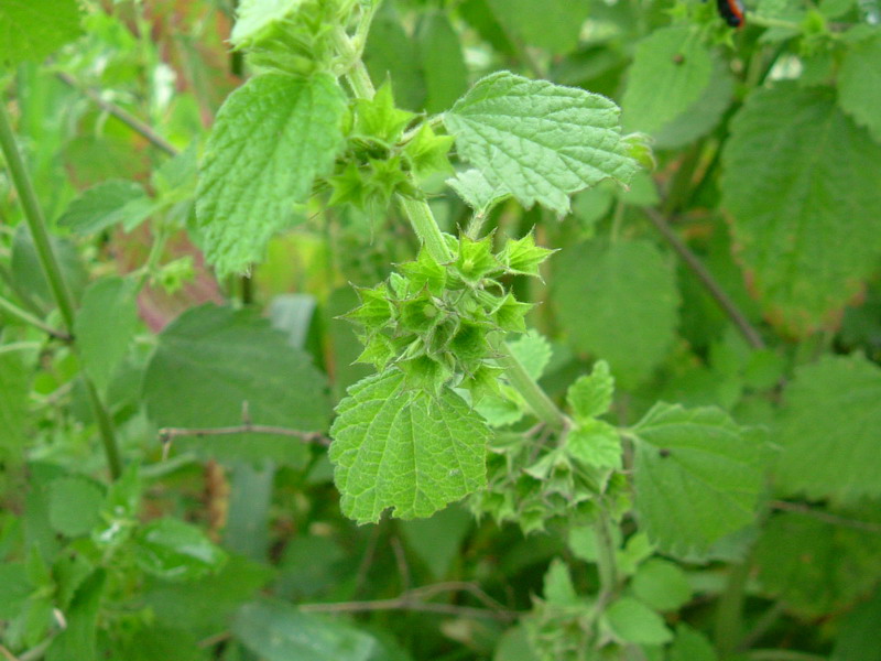 Ballota nigra / Cimiciotta comune