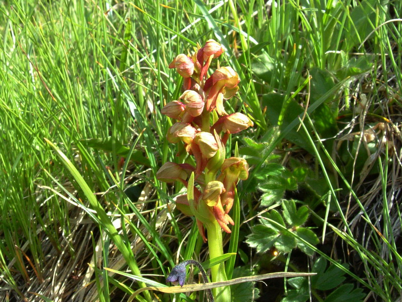 Coeloglossum viride