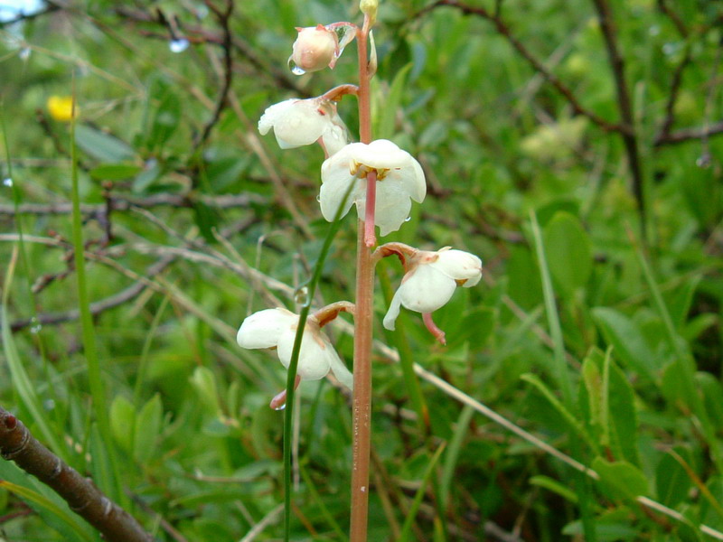 Pyrola rotundifolia / Piroletta a foglie rotonde