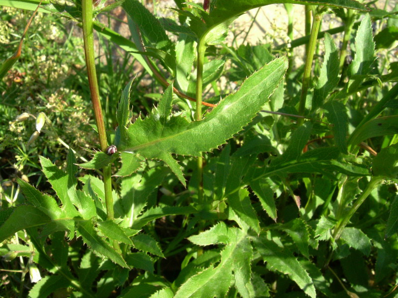 Serratula tinctoria / Cerretta comune