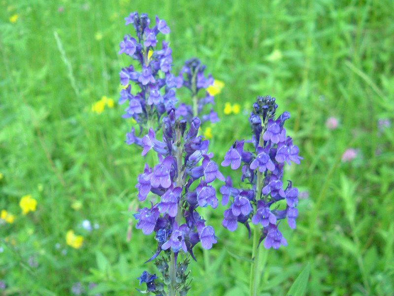 Linaria purpurea