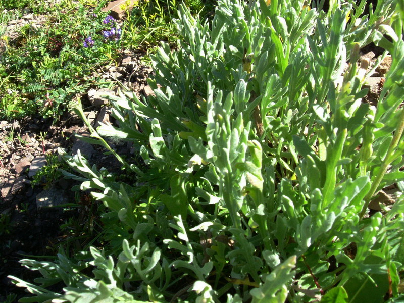 Pale di S.Martino 1 - Achillea clavenae