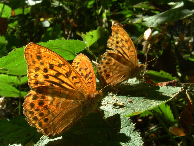 Argynnis paphia