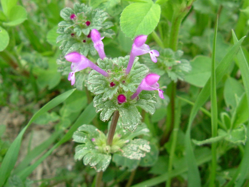 Da determinare 1 - Lamium amplexicaule L.