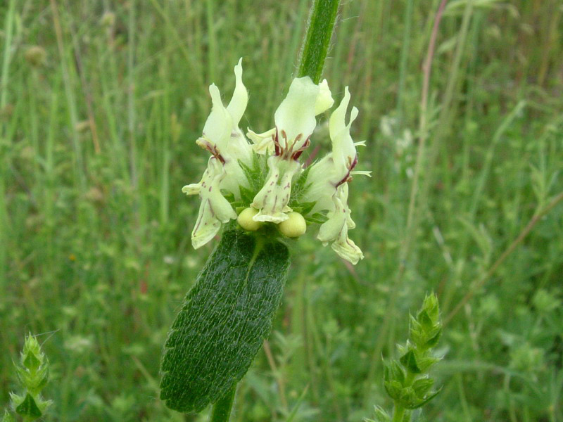 Stachys recta