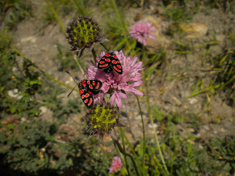 Altra Zygaena