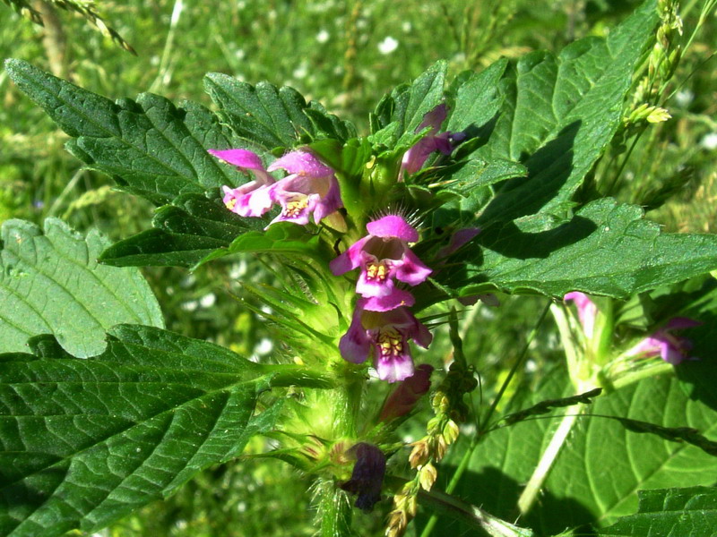 Galeopsis bifida / Canapetta bifida