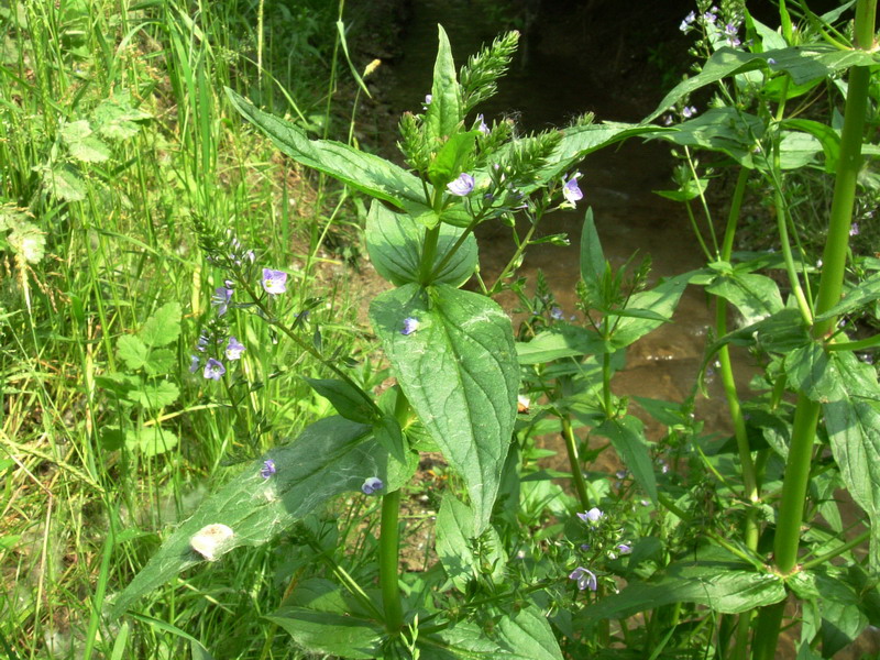 Veronica anagallis-aquatica / Veronica acquatica